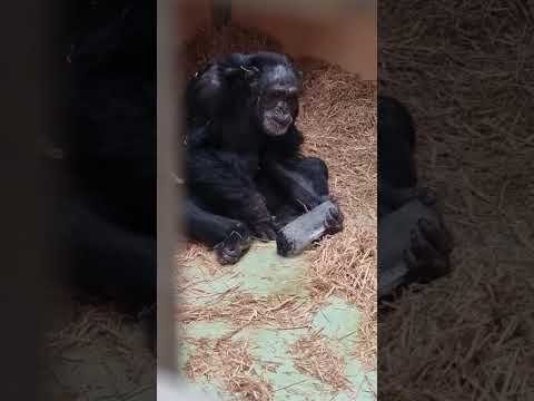 Our love of crystals goes back at least 6 million years