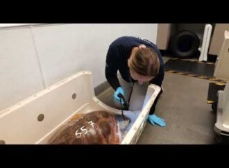 Hello Helvetica! Vets name rescued sea turtles named after fonts