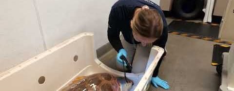 Hello Helvetica! Vets name rescued sea turtles named after fonts