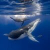 How marine mammals stay hydrated in a salty sea