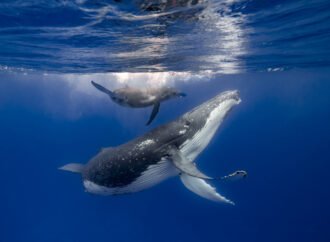 How marine mammals stay hydrated in a salty sea