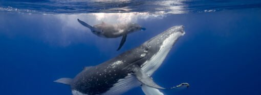 How marine mammals stay hydrated in a salty sea