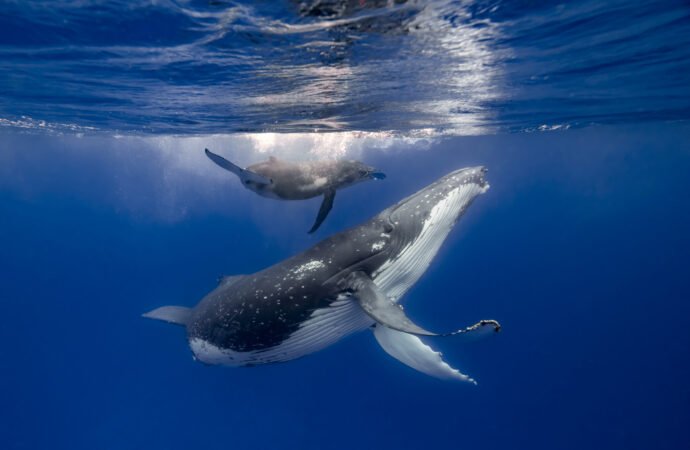 How marine mammals stay hydrated in a salty sea
