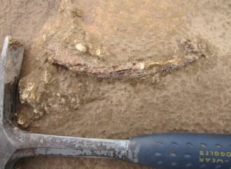 Bizarro salamander ancestor was an evolutionary oddball