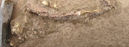 Hello Helvetica! Vets name rescued sea turtles named after fonts