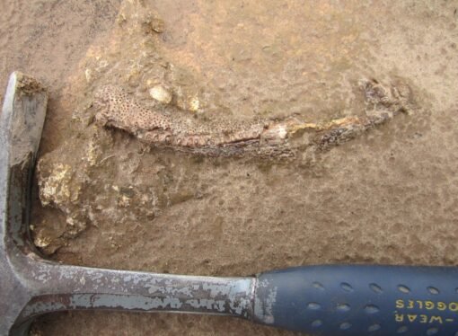 Bizarro salamander ancestor was an evolutionary oddball