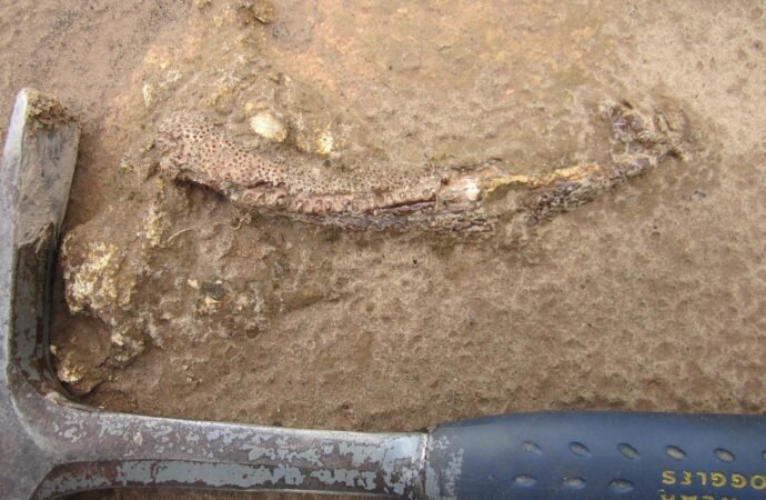 Bizarro salamander ancestor was an evolutionary oddball