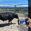 Kiwi agritech startup Scanabull looks to disrupt the beef industry with AI-powered 3D cattle weighing