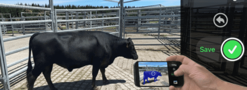 Kiwi agritech startup Scanabull looks to disrupt the beef industry with AI-powered 3D cattle weighing