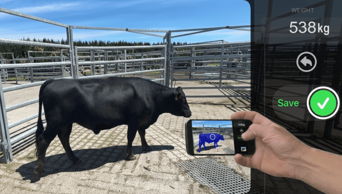 Kiwi agritech startup Scanabull looks to disrupt the beef industry with AI-powered 3D cattle weighing