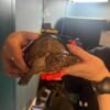 A 3D-printed wheelchair is helping this turtle walk again