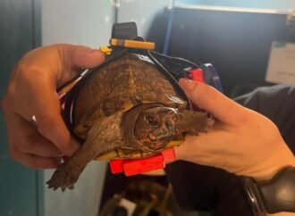 A 3D-printed wheelchair is helping this turtle walk again