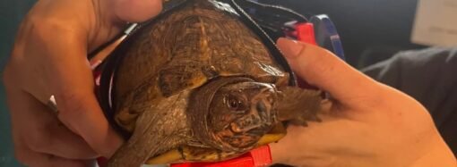 Hello Helvetica! Vets name rescued sea turtles named after fonts