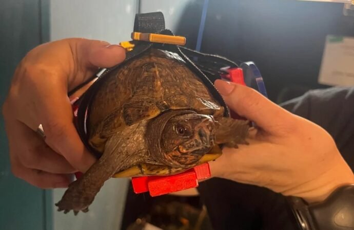 A 3D-printed wheelchair is helping this turtle walk again