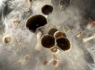 Psilocybin may help people quit smoking, new research finds : NPR