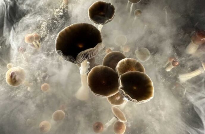 Psilocybin may help people quit smoking, new research finds : NPR