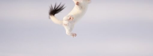 A celebration of Earth Day through the images of the best environmental photographers