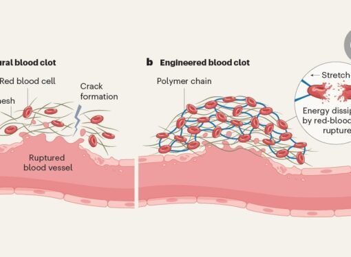 Engineered blood clots stop bleeding in seconds