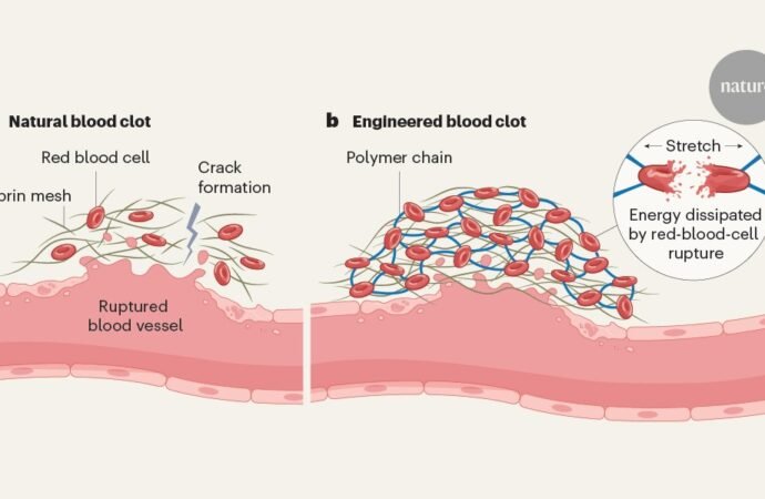 Engineered blood clots stop bleeding in seconds