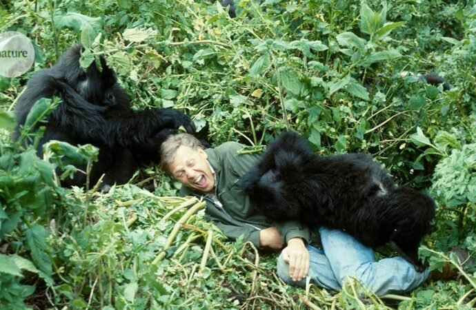 Celebrating David Attenborough at 100