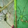 Newly discovered spider has happy face on its back