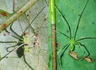 Newly discovered spider has happy face on its back