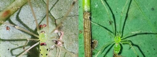 Newly discovered spider has happy face on its back
