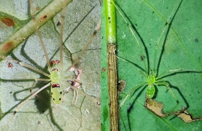 Newly discovered spider has happy face on its back