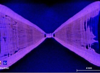 Shark lasers could help save vulnerable species