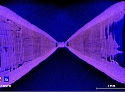 Shark lasers could help save vulnerable species