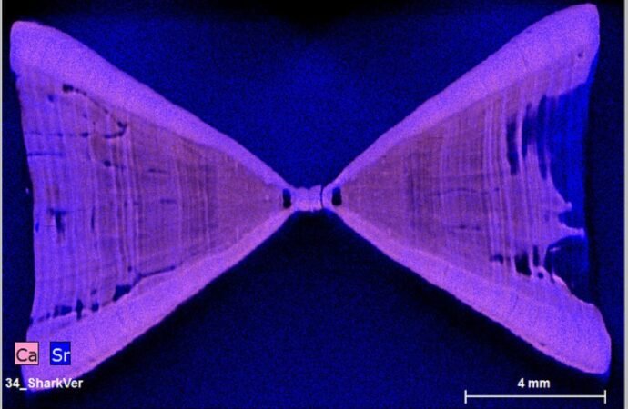 Shark lasers could help save vulnerable species