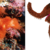 Real-life Snuffleupagus found swimming in the Great Barrier Reef