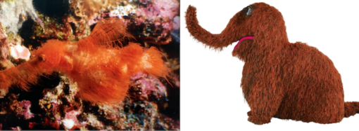 Real-life Snuffleupagus found swimming in the Great Barrier Reef
