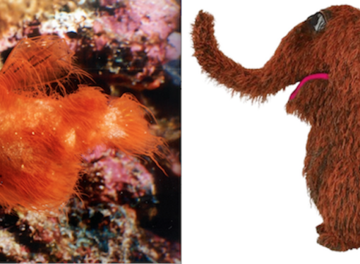 Real-life Snuffleupagus found swimming in the Great Barrier Reef