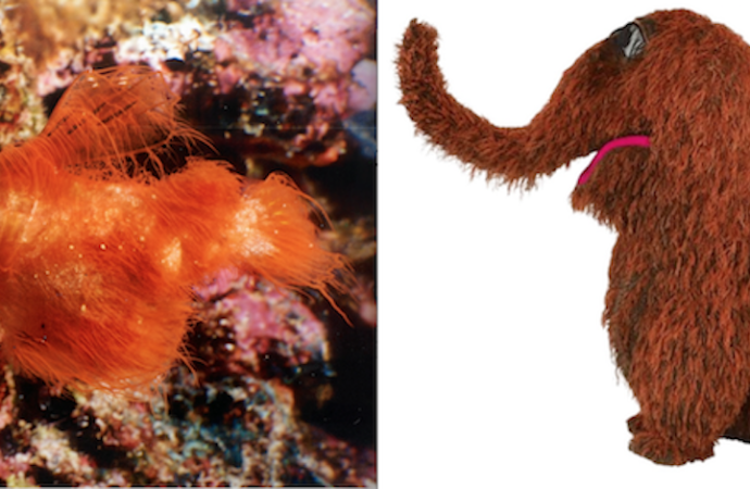Real-life Snuffleupagus found swimming in the Great Barrier Reef