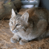 Bobcat that survived being hit by a car gets a custom-built kennel