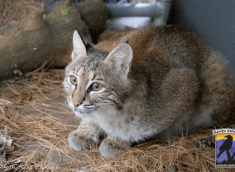 Bobcat that survived being hit by a car gets a custom-built kennel