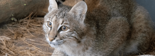 Bobcat that survived being hit by a car gets a custom-built kennel