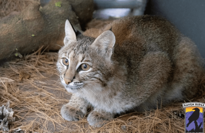 Bobcat that survived being hit by a car gets a custom-built kennel