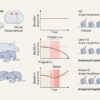 Becoming a mother leaves long-lasting molecular memories