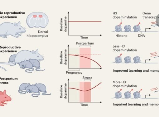 Becoming a mother leaves long-lasting molecular memories