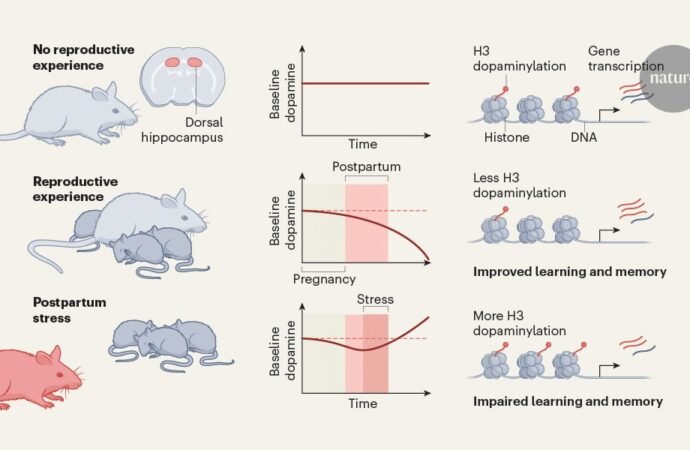 Becoming a mother leaves long-lasting molecular memories