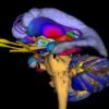 Stress impairs your brain’s ability to link memories — dampening insight