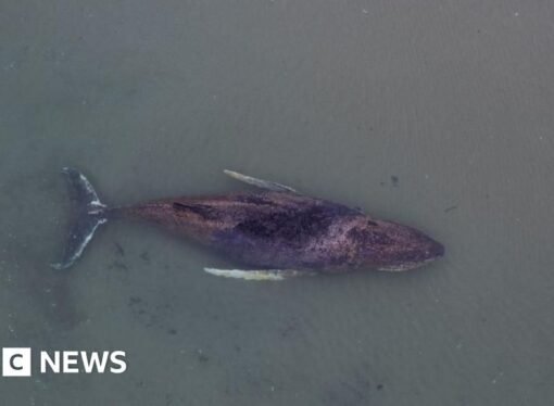 Danes try to tow dead whale from island beach after failed German rescue