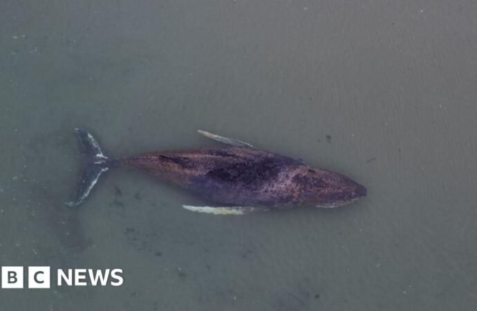 Danes try to tow dead whale from island beach after failed German rescue