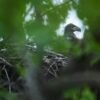 Bald eagle hatchlings spotted in Chicago park may be city’s first in over a century