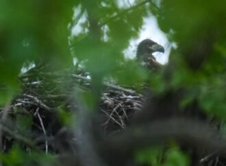 Bald eagle hatchlings spotted in Chicago park may be city’s first in over a century