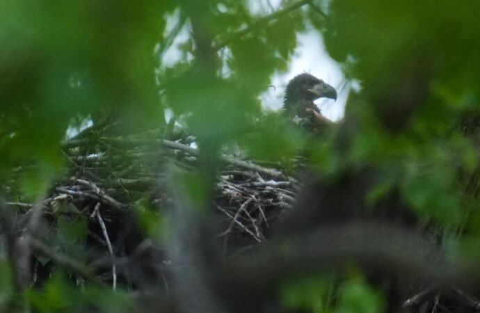 Bald eagle hatchlings spotted in Chicago park may be city’s first in over a century