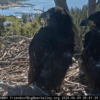 Jackie and Shadow’s chicks’ genders revealed: It’s a boy…and a girl!