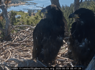 Jackie and Shadow’s chicks’ genders revealed: It’s a boy…and a girl!